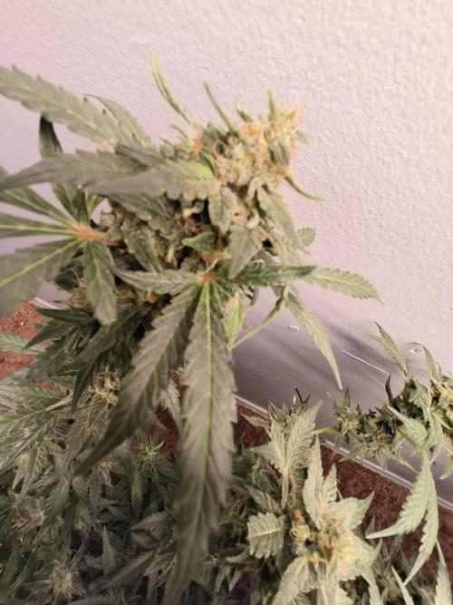 Heady OG , (2025) 420 mix pack autos. Week 6