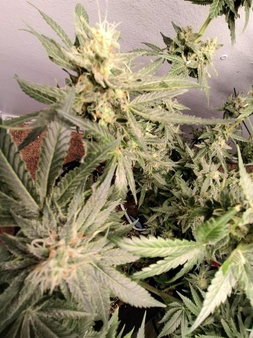 Heady OG , (2025) 420 mix pack autos. Week 6