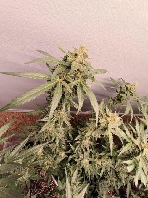 Heady OG , (2025) 420 mix pack autos. Week 6
