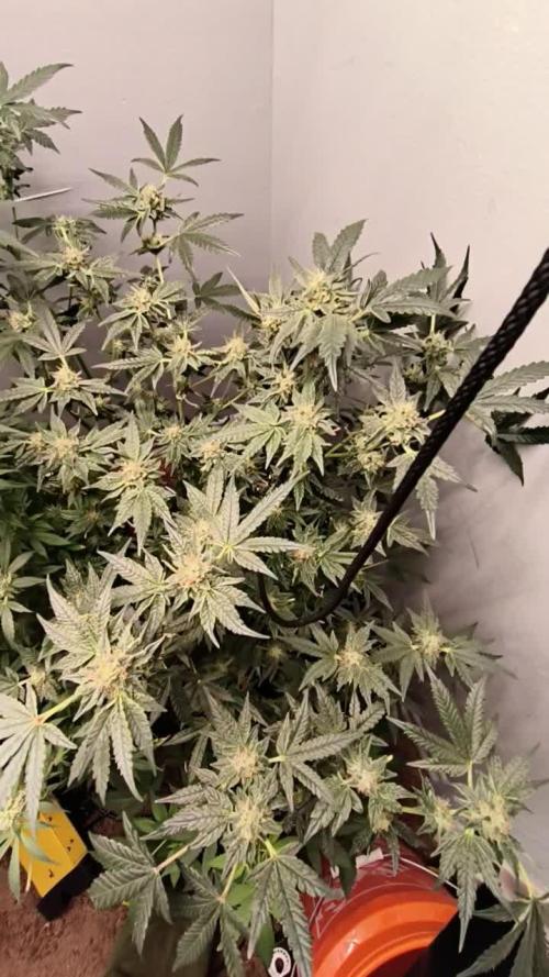 Heady OG , (2025) 420 mix pack autos