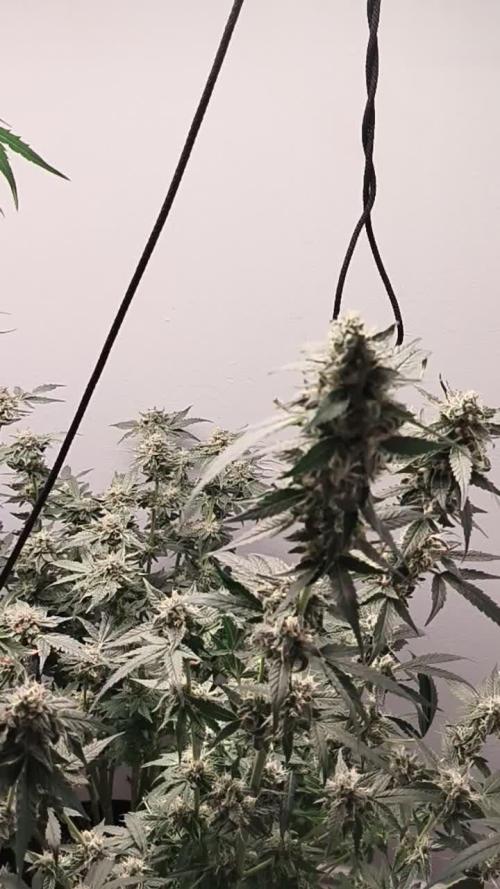 Heady OG , (2025) 420 mix pack autos