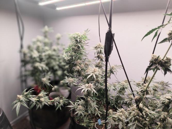 Heady OG , (2025) 420 mix pack autos. Week 7