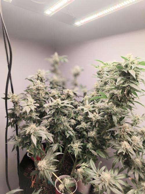 Heady OG , (2025) 420 mix pack autos. Week 7