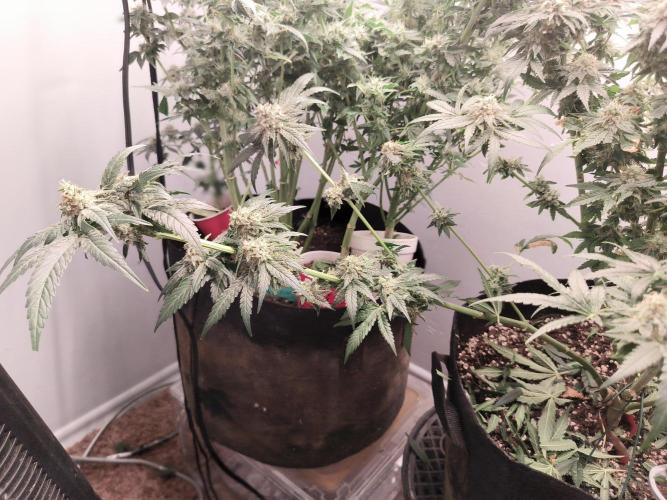 Heady OG , (2025) 420 mix pack autos. Week 7