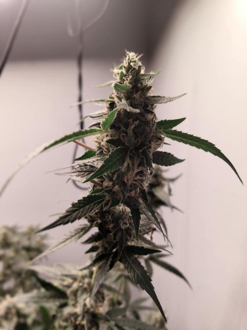 Heady OG , (2025) 420 mix pack autos. Week 7