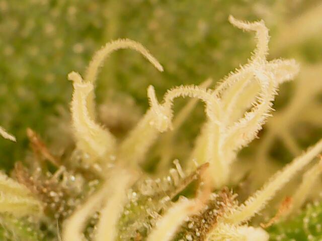 Heady OG , (2025) 420 mix pack autos. Week 7