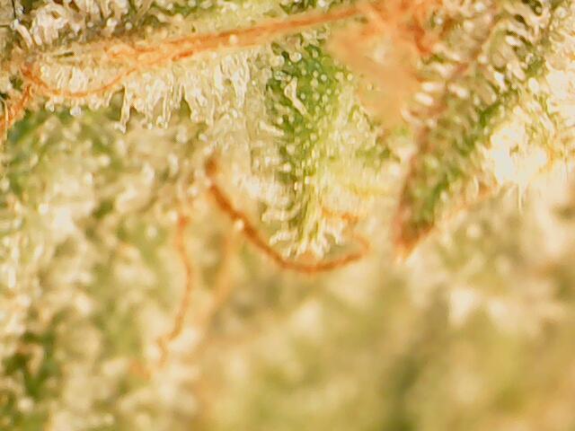 Heady OG , (2025) 420 mix pack autos. Week 7