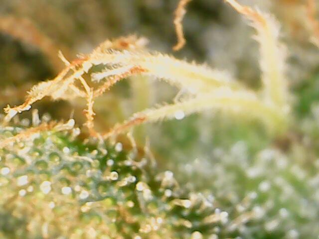 Heady OG , (2025) 420 mix pack autos. Week 7