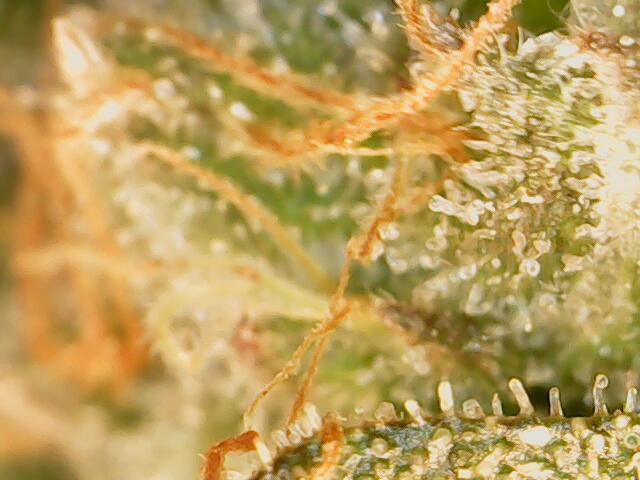 Heady OG , (2025) 420 mix pack autos. Week 7