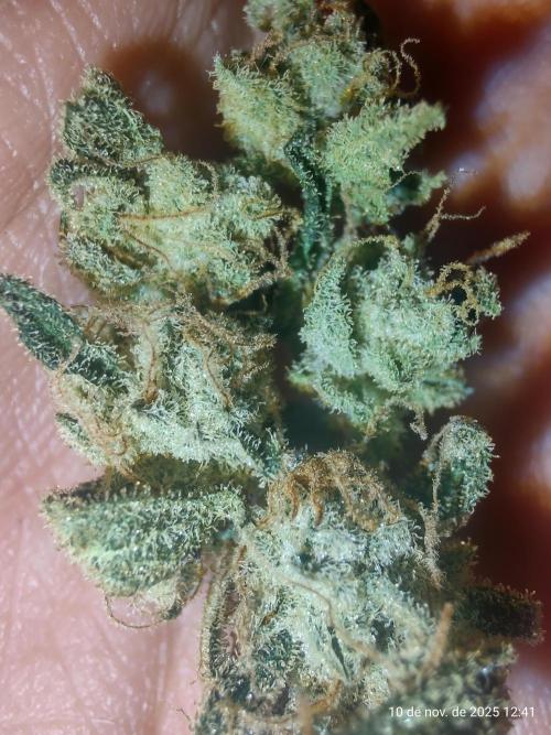 Extraterrestral 🖖🏻👽. Week 20 - 🔥