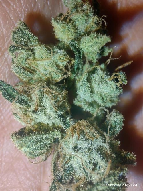 Extraterrestral 🖖🏻👽. Week 20 - 🔥