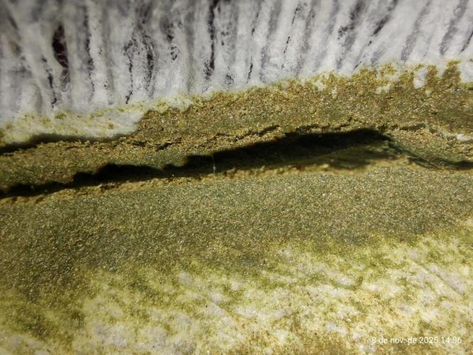 Extraterrestral 🖖🏻👽. Week 20 - 💩