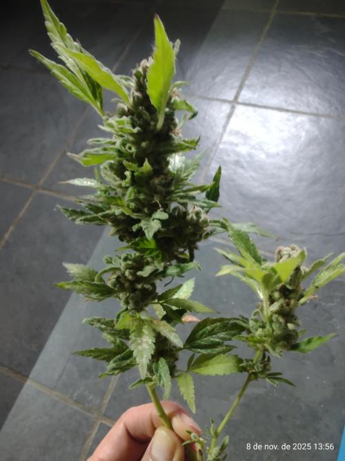 Extraterrestral 🖖🏻👽. Week 20 - 🌞 outdoor 