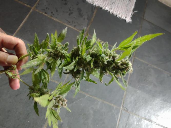 Extraterrestral 🖖🏻👽. Week 20