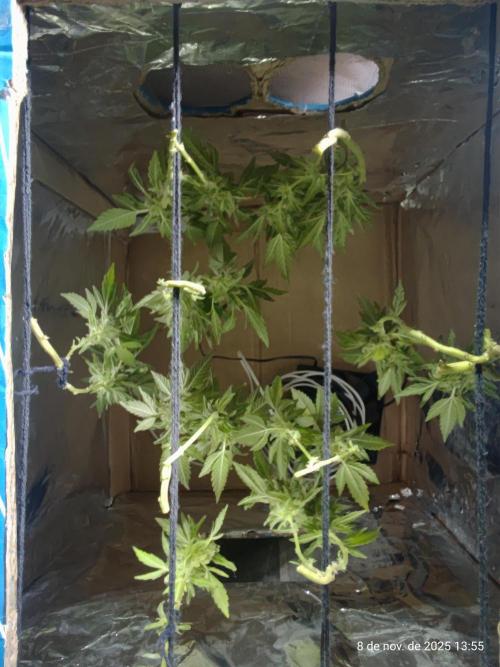 Extraterrestral 🖖🏻👽. Week 20