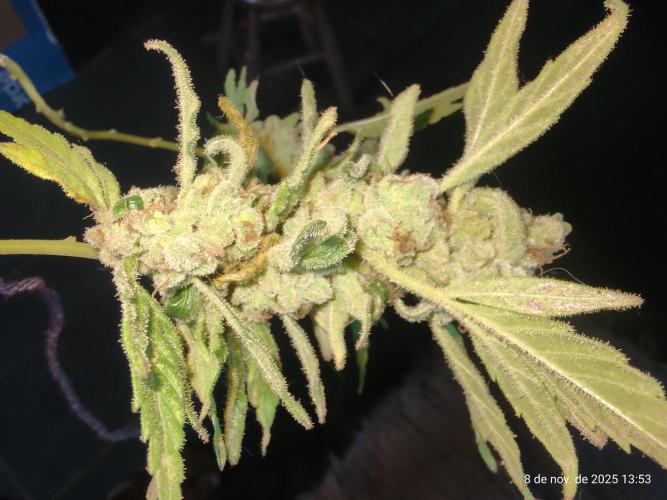 Extraterrestral 🖖🏻👽. Week 20