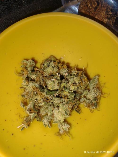 Extraterrestral 🖖🏻👽. Week 20 - 🔥