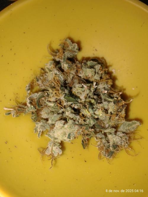 Extraterrestral 🖖🏻👽. Week 20 - 🔥