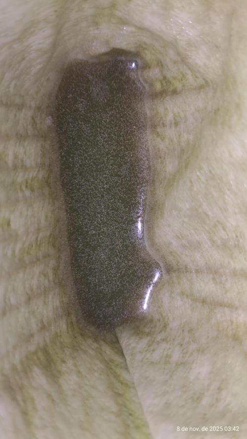 Extraterrestral 🖖🏻👽. Week 20