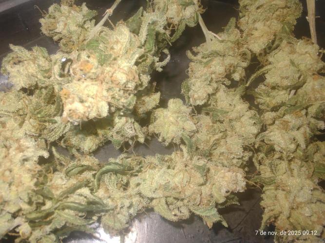 Extraterrestral 🖖🏻👽. Week 20