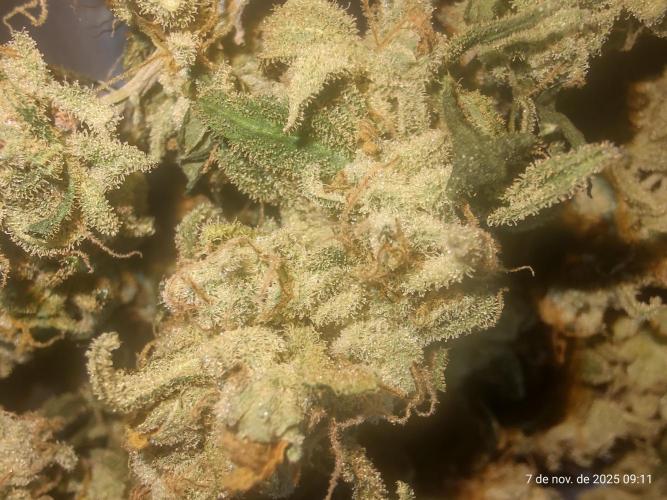 Extraterrestral 🖖🏻👽. Week 20