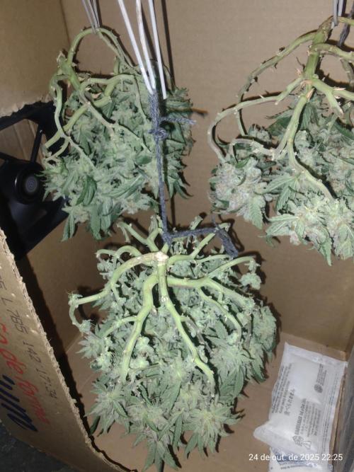 Extraterrestral 🖖🏻👽. Week 20