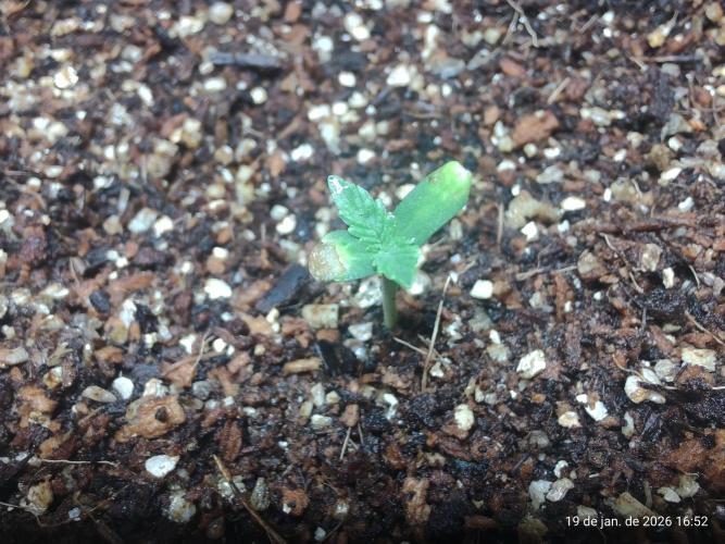 Skittles Pie. Week 0