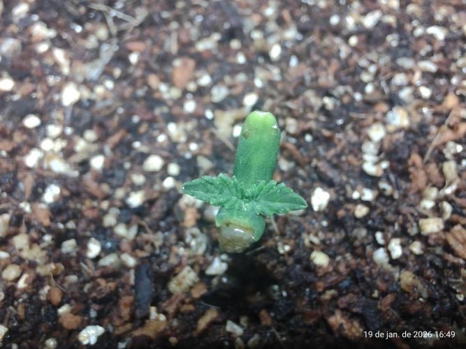 Skittles Pie. Week 0