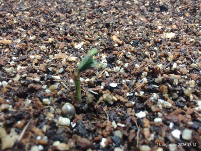 Skittles Pie. Week 0