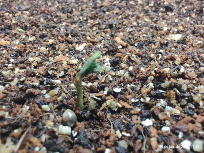 Skittles Pie. Week 0