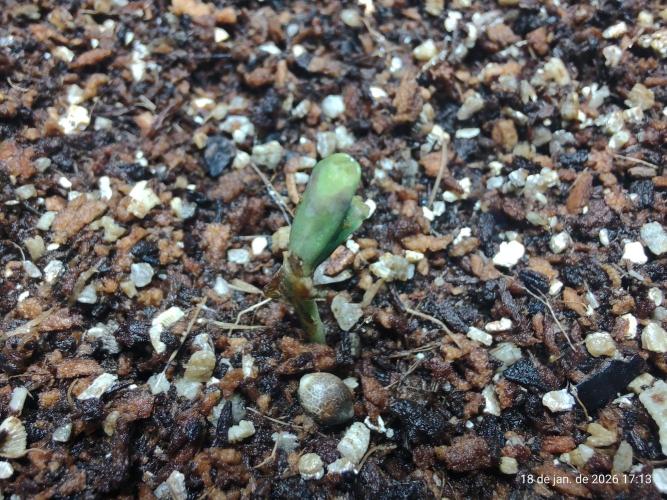 Skittles Pie. Week 0