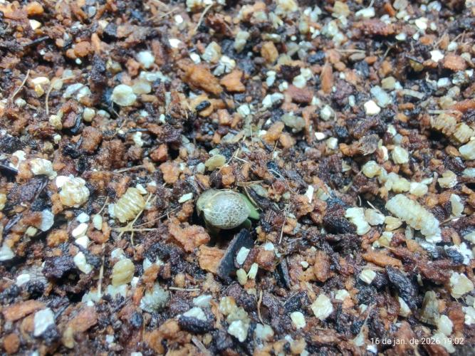 Skittles Pie. Week 0