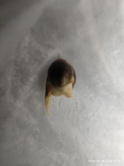 Skittles Pie. Week 0