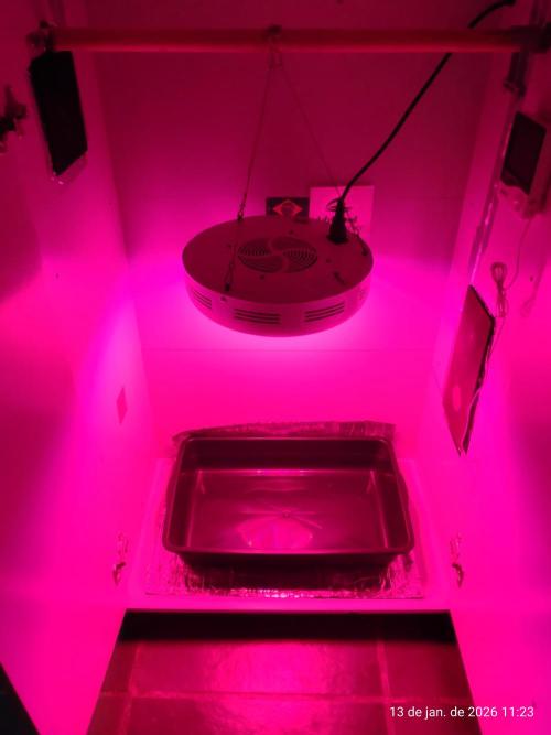 Skittles Pie. Week 0