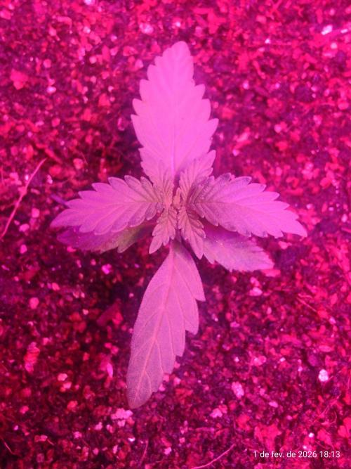 Skittles Pie. Week 1