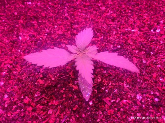 Skittles Pie. Week 1