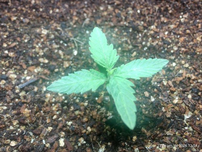 Skittles Pie. Week 1