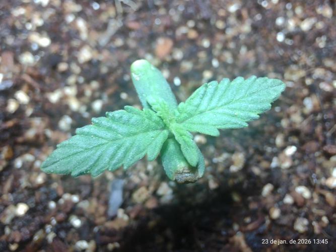 Skittles Pie. Week 1