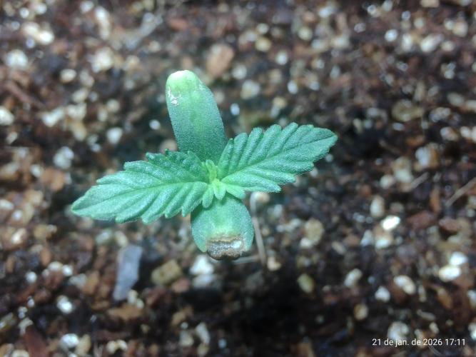 Skittles Pie. Week 1