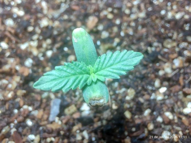 Skittles Pie. Week 1