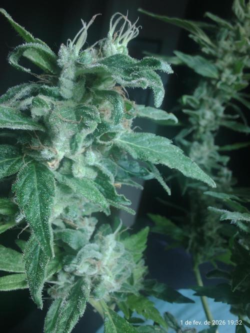 Extraterrestral 🖖🏻👽. Week 21