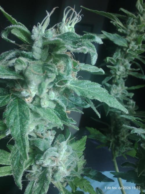 Extraterrestral 🖖🏻👽. Week 21