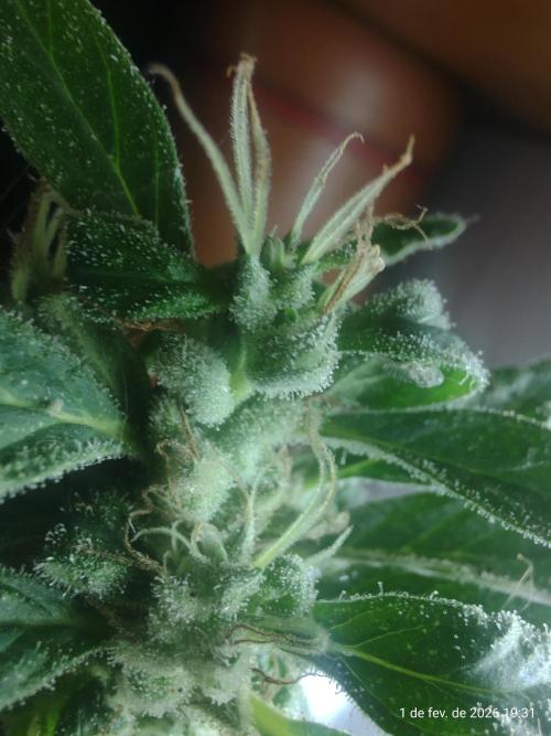 Extraterrestral 🖖🏻👽. Week 21