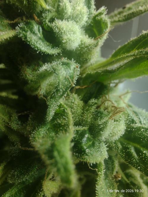 Extraterrestral 🖖🏻👽. Week 21