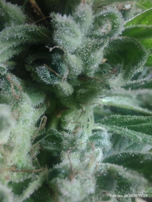 Extraterrestral 🖖🏻👽. Week 21