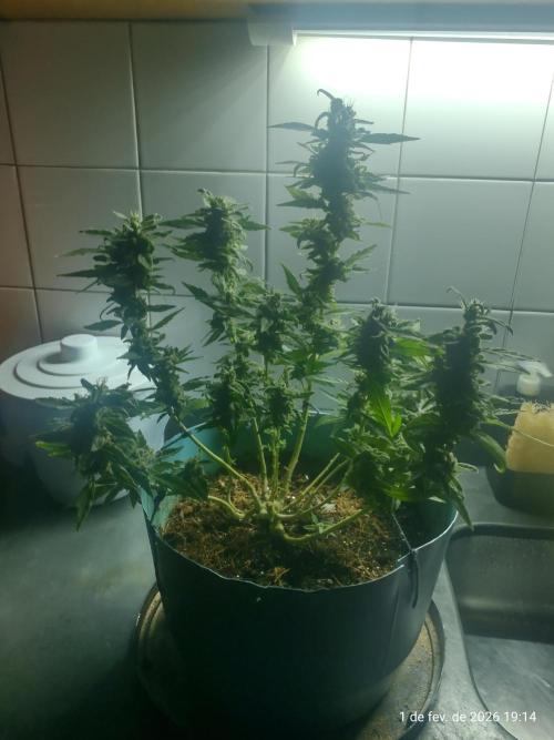 Extraterrestral 🖖🏻👽. Week 21 - Outdoor