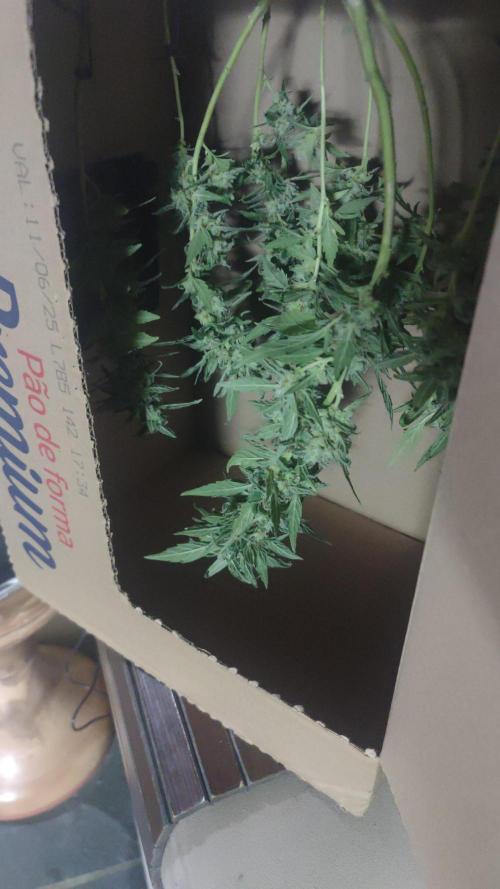 Extraterrestral 🖖🏻👽. Week 21