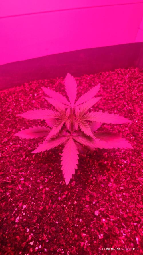 Skittles Pie. Week 2