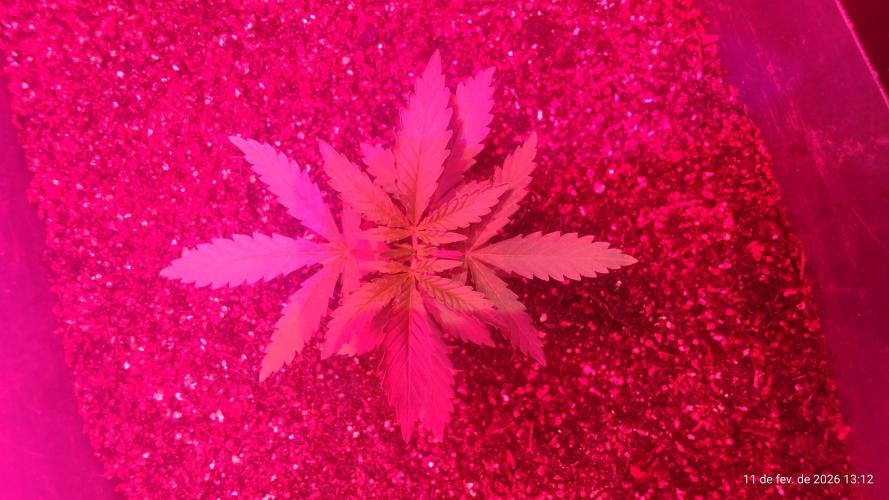 Skittles Pie. Week 2