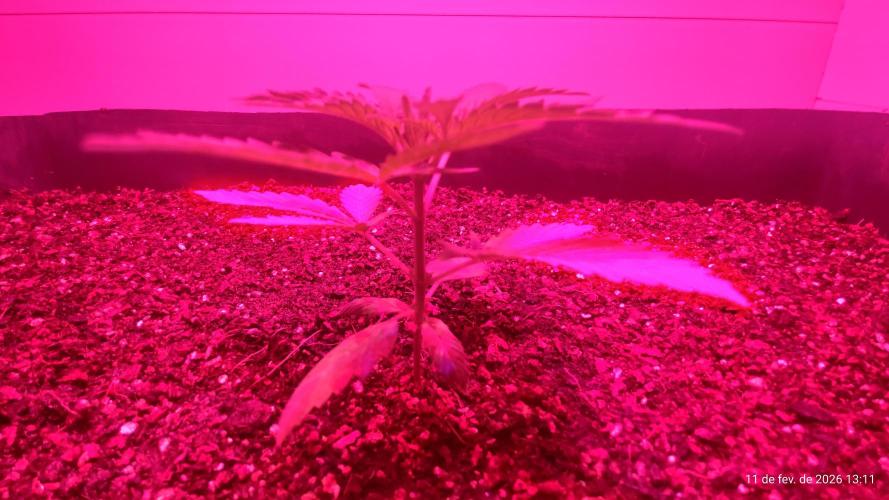 Skittles Pie. Week 2
